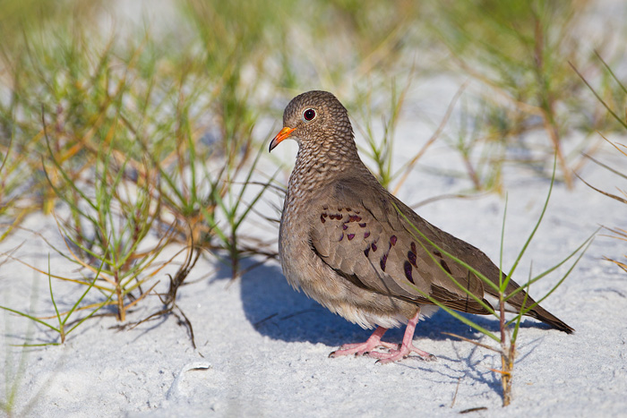 Common Ground-Dove