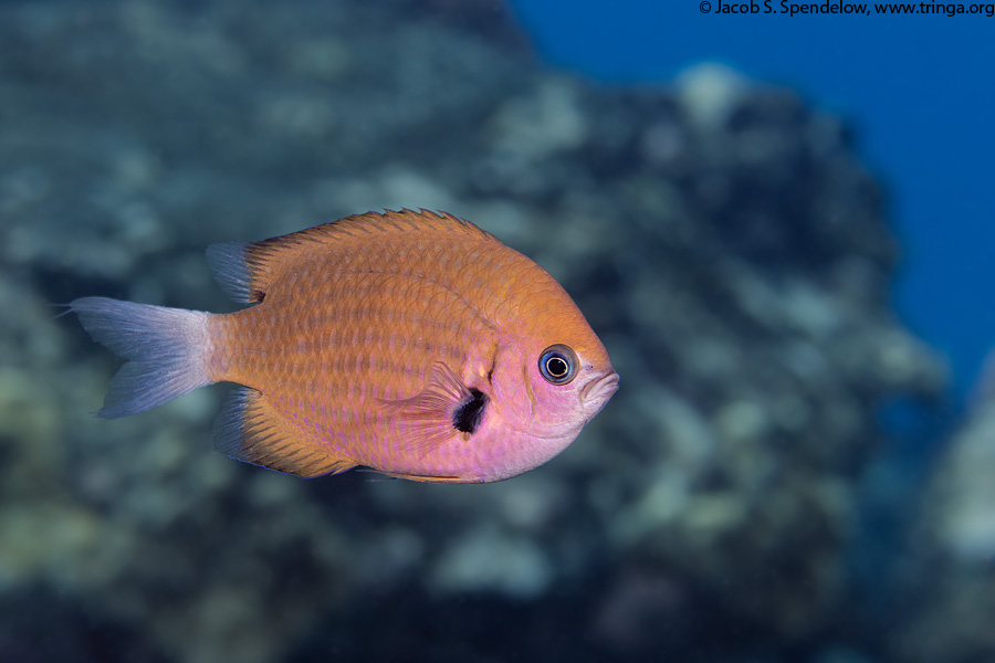 Agile Chromis