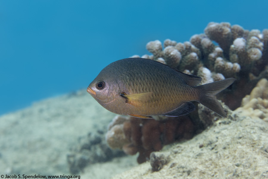 Oval Chromis