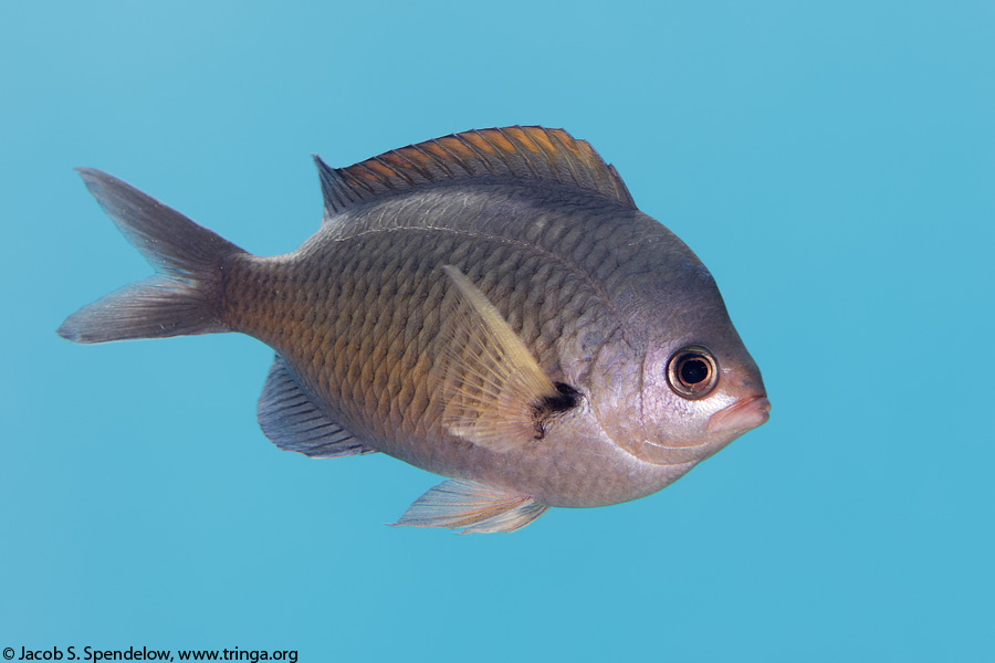 Oval Chromis