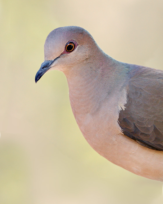 White-tipped Dove