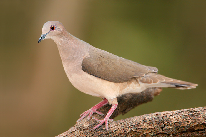 White-tipped Dove