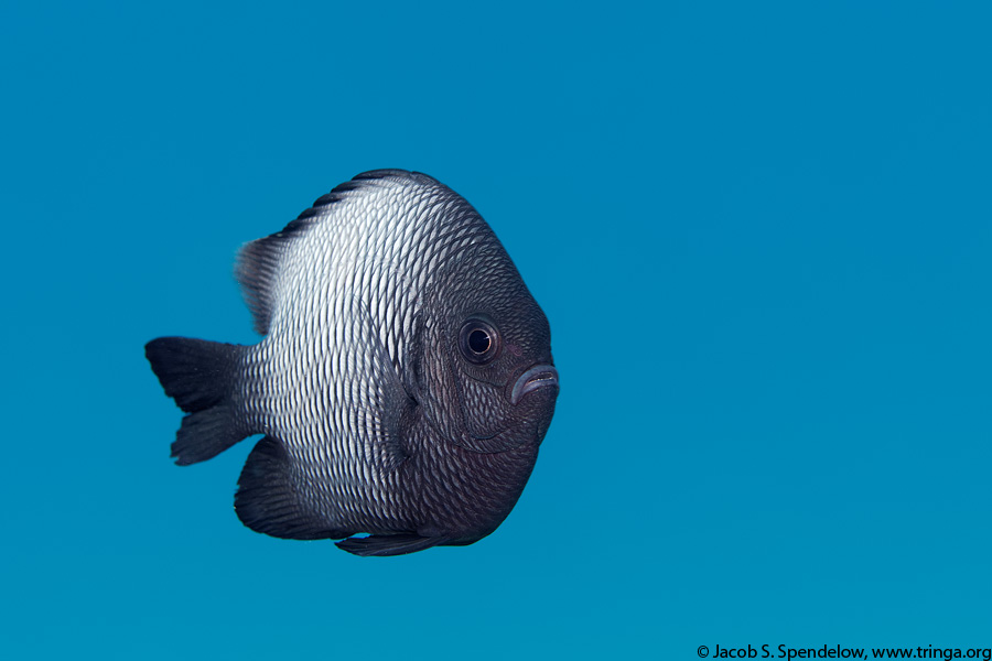 Hawaiian Dascyllus