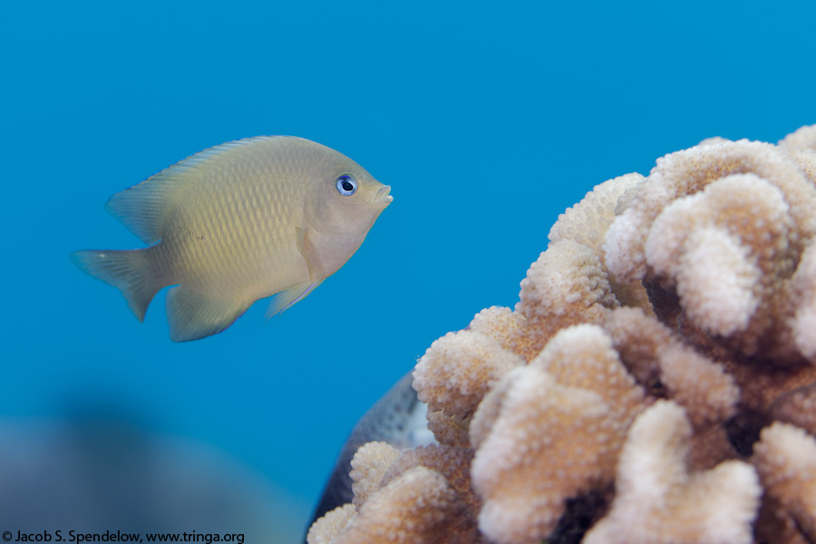 Blue-Eye Damselfish