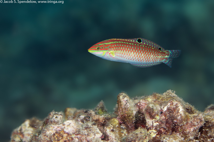 Ornate Wrasse