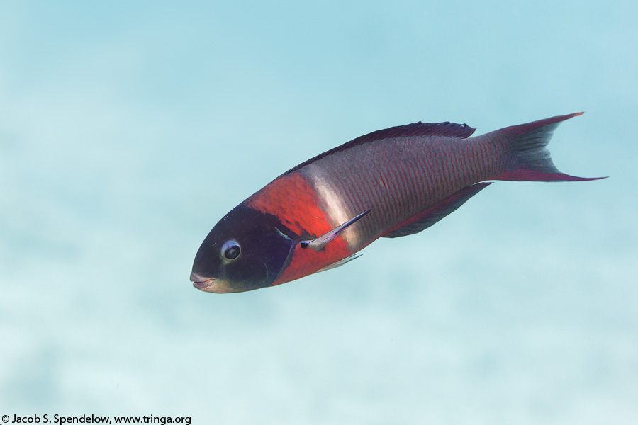 Saddle Wrasse