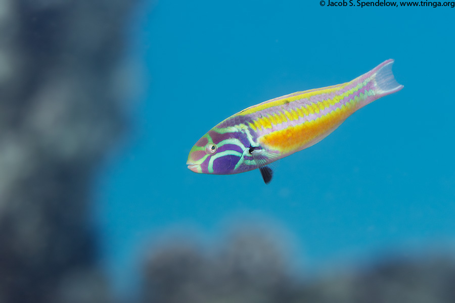 Fivestripe Wrasse