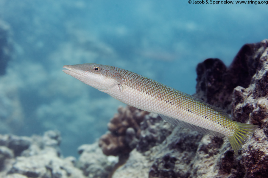 Cigar Wrasse