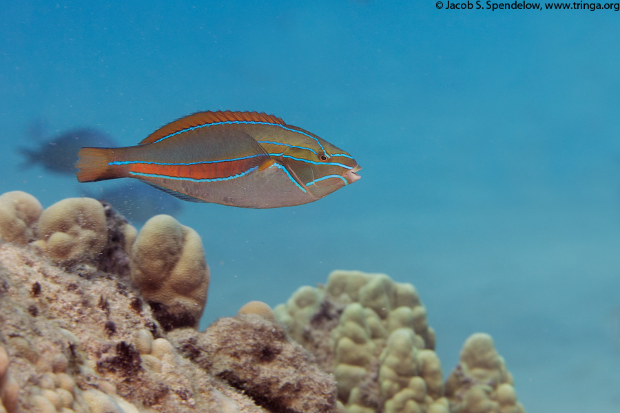 Belted Wrasse