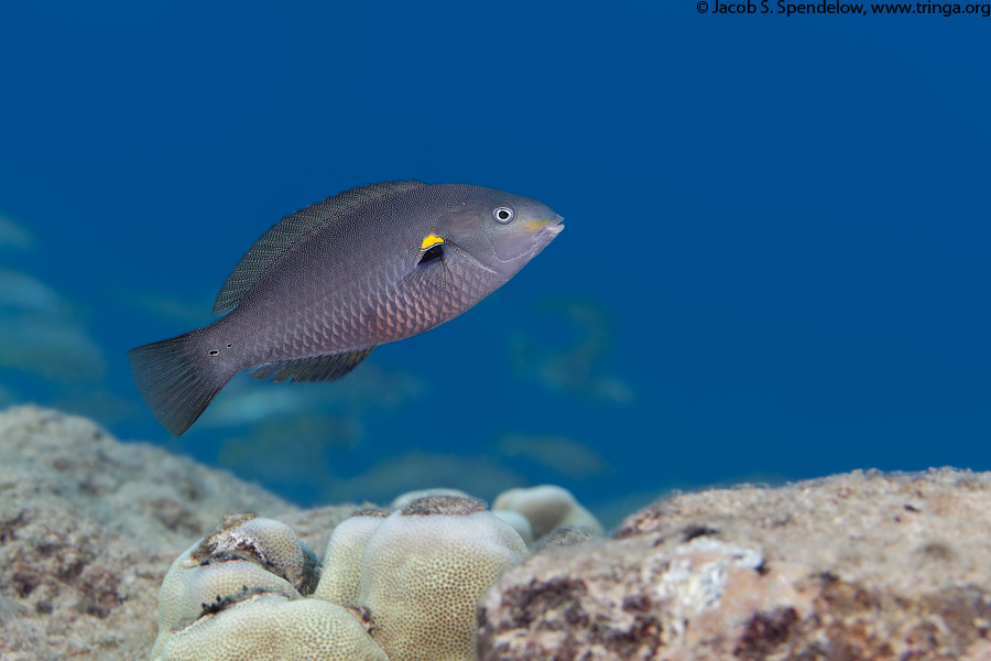 Belted Wrasse