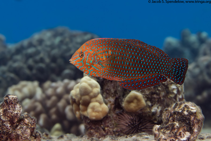 Shortnose Wrasse