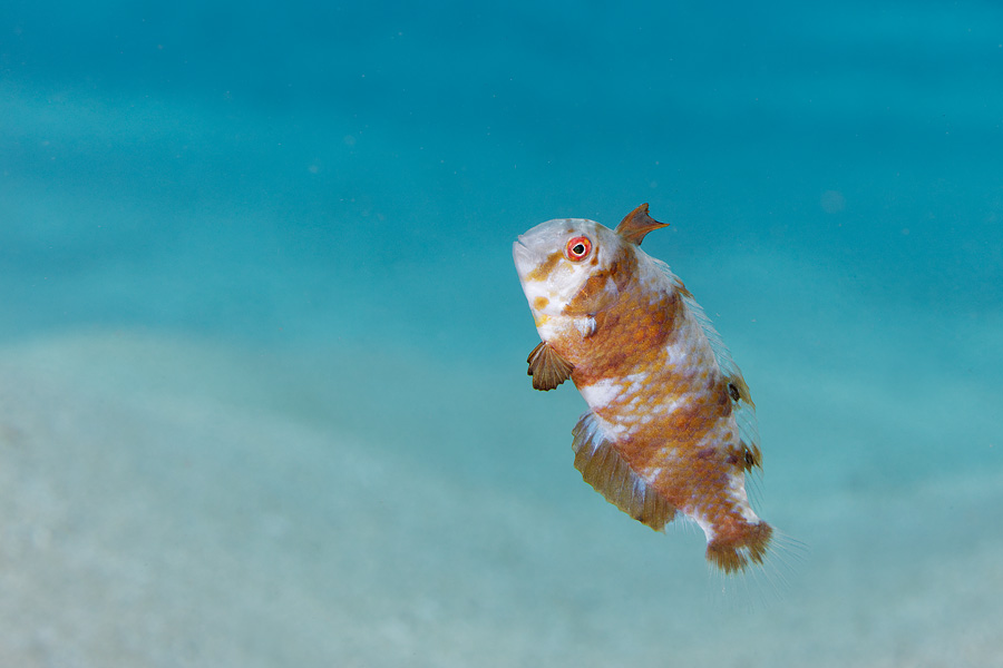 Bronzespot Razor Wrasse