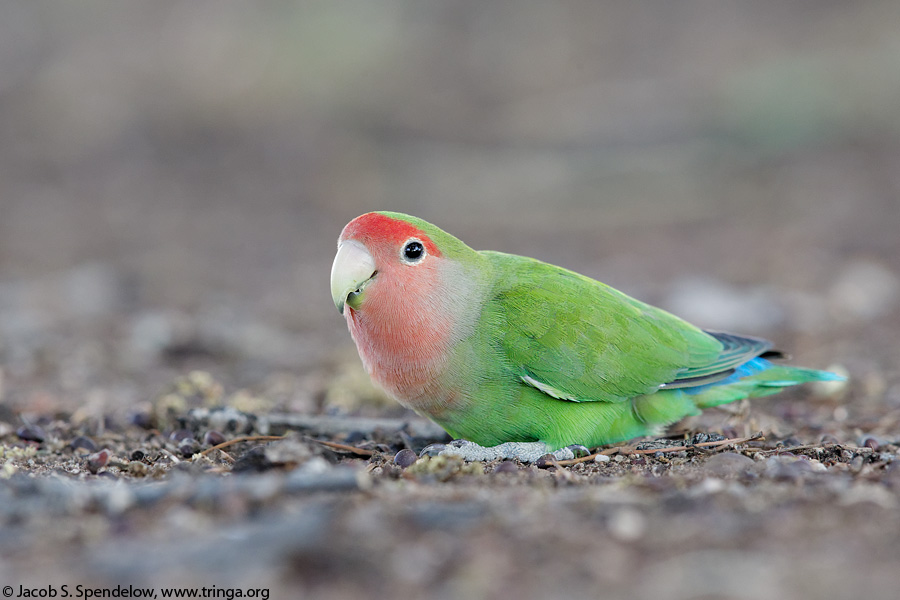 Rosy-faced Lovebird