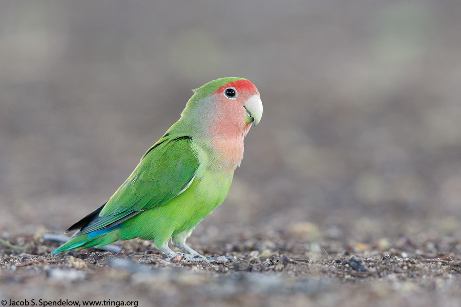 Rosy-faced Lovebird