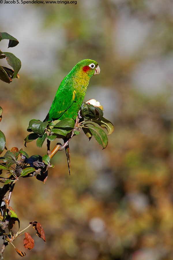 Sulphur-winged Parakeet