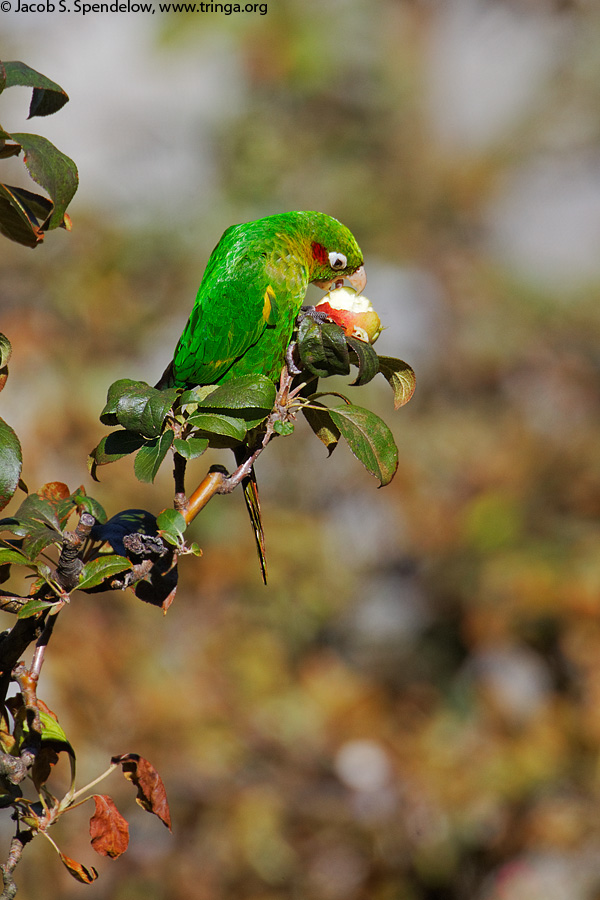 Sulphur-winged Parakeet