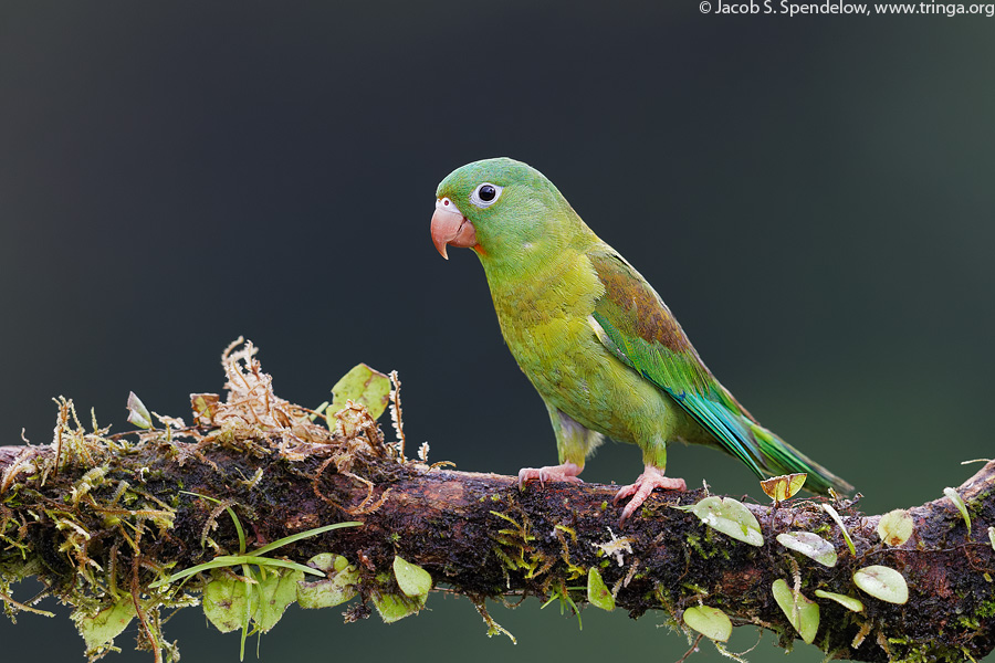 Orange-chinned Parakeet