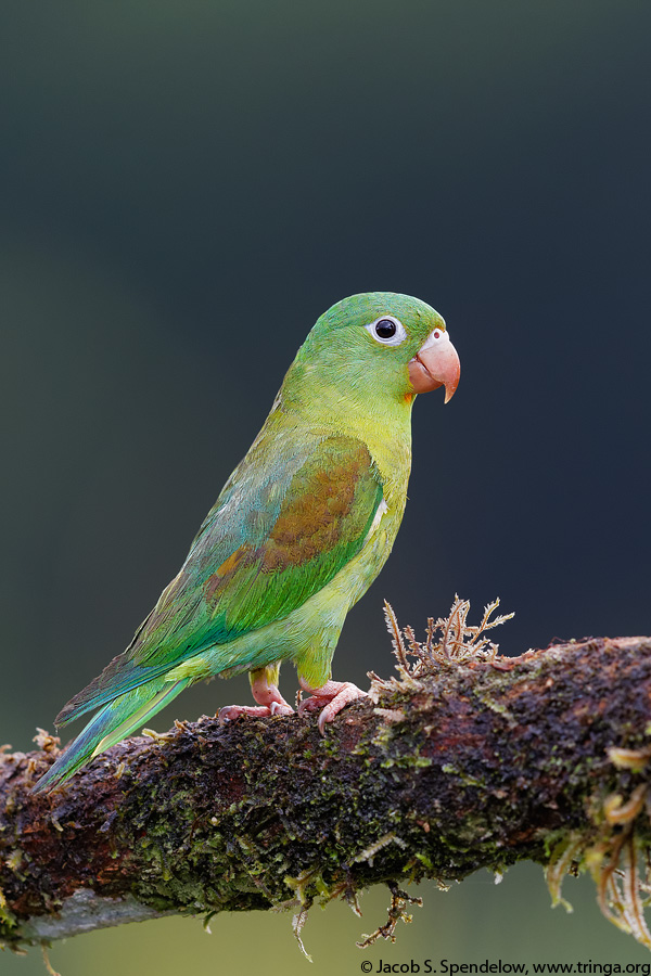 Orange-chinned Parakeet