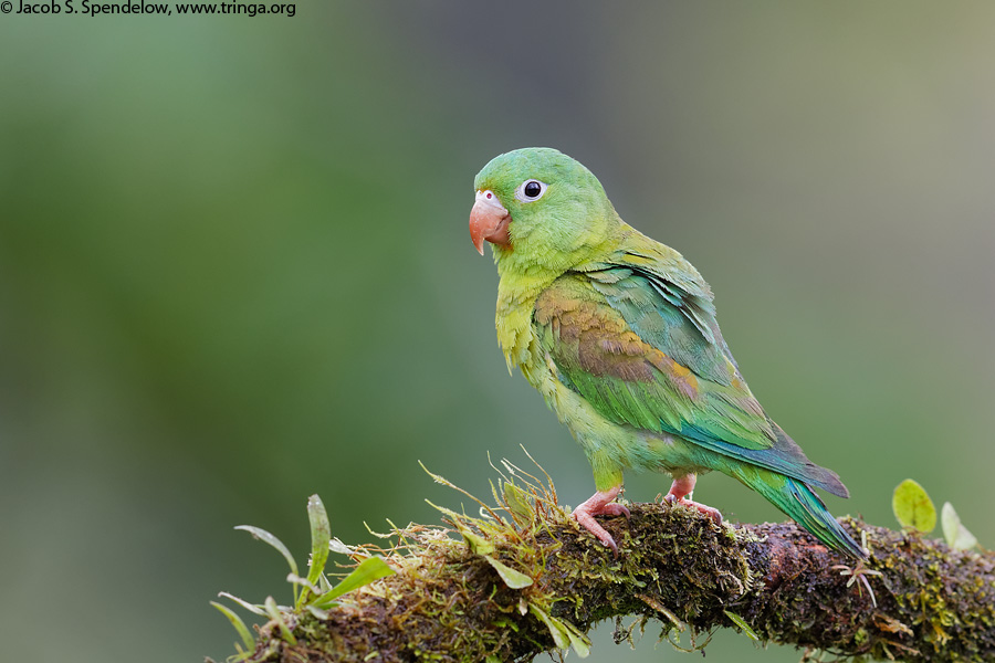 Orange-chinned Parakeet