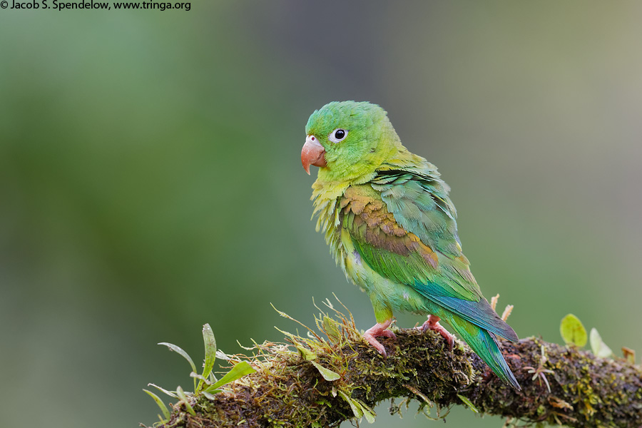 Orange-chinned Parakeet