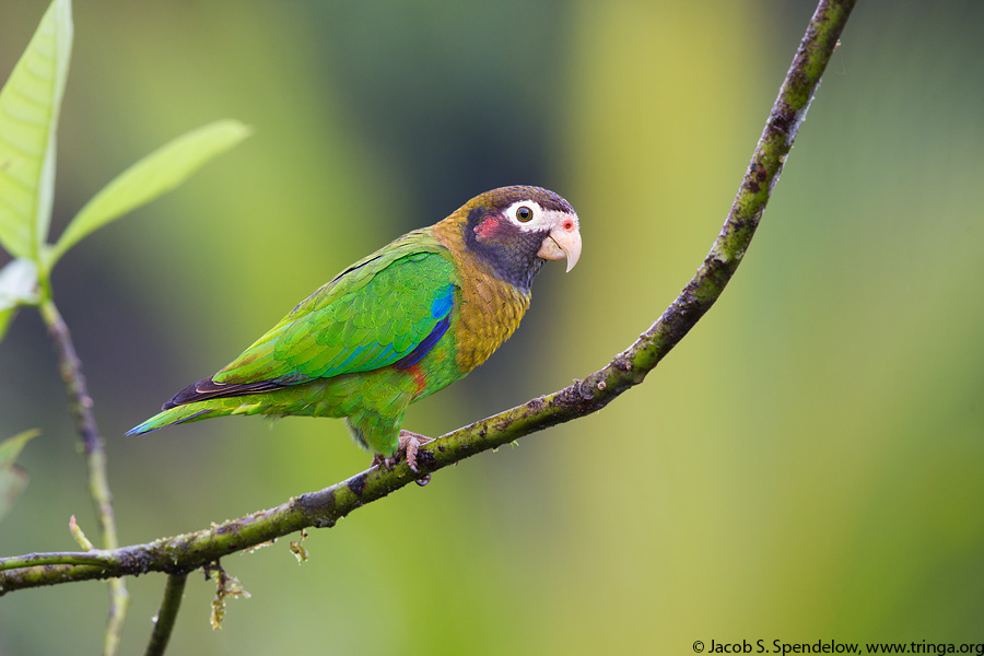 Brown-hooded Parrot