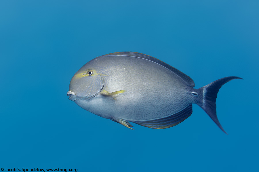 Yellowfin Surgeonfish