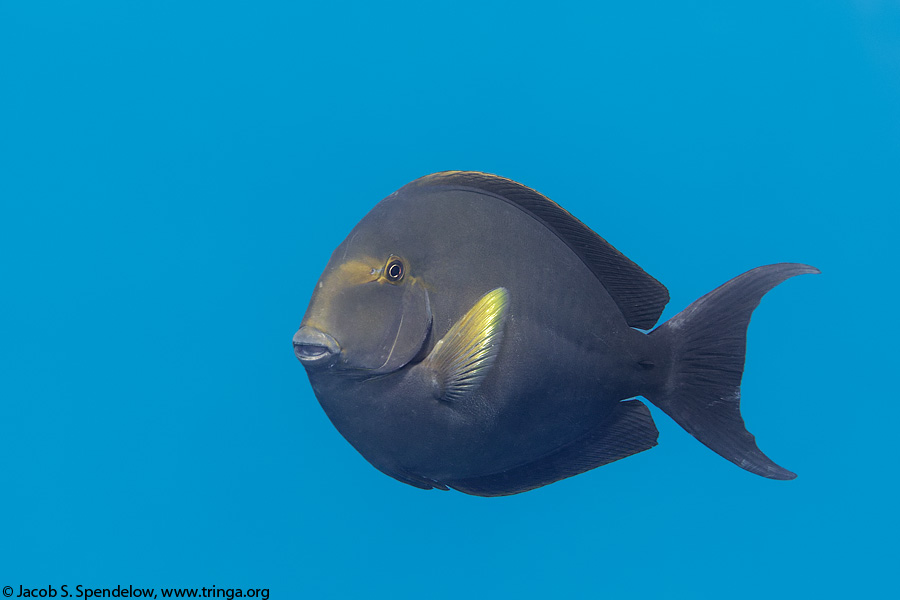 Yellowfin Surgeonfish