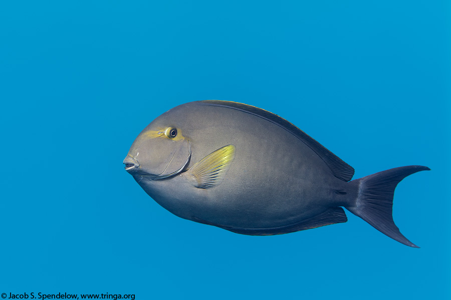 Yellowfin Surgeonfish