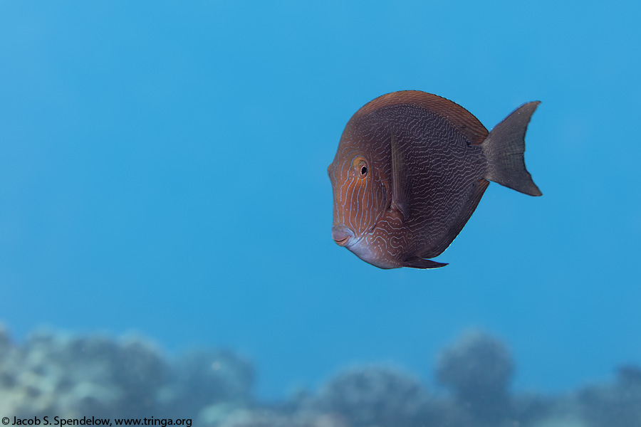 Blueline Surgeonfish