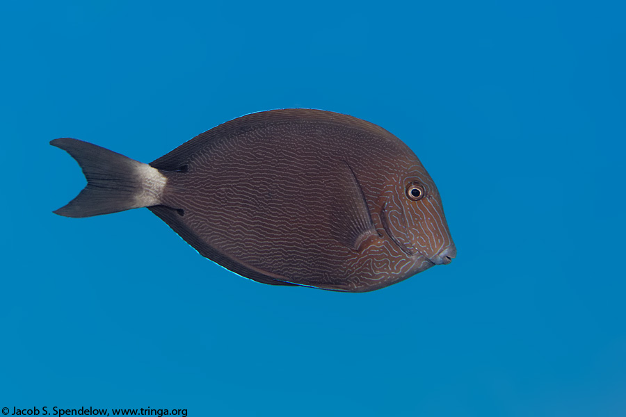 Blueline Surgeonfish