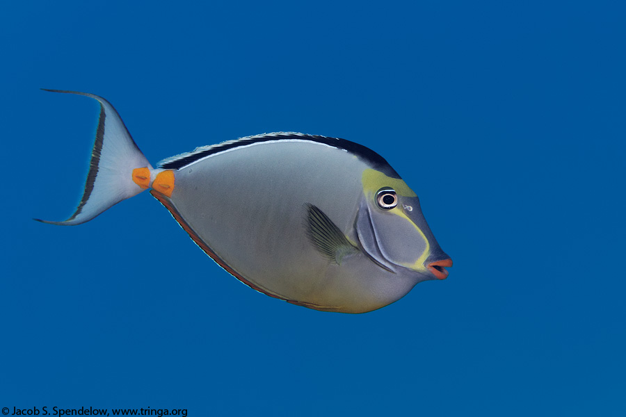 Orangespine Unicornfish