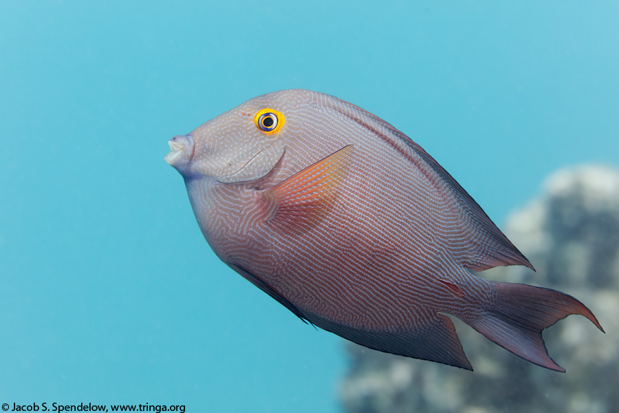 Goldring Surgeonfish