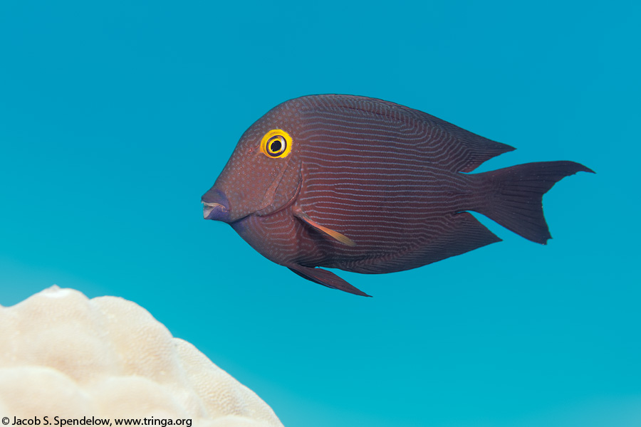 Goldring Surgeonfish