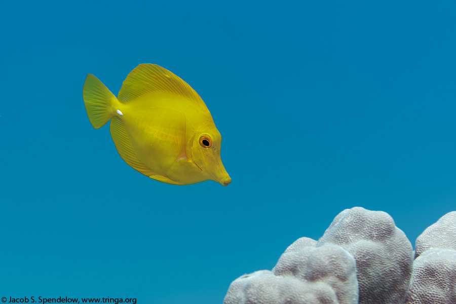 Yellow Tang