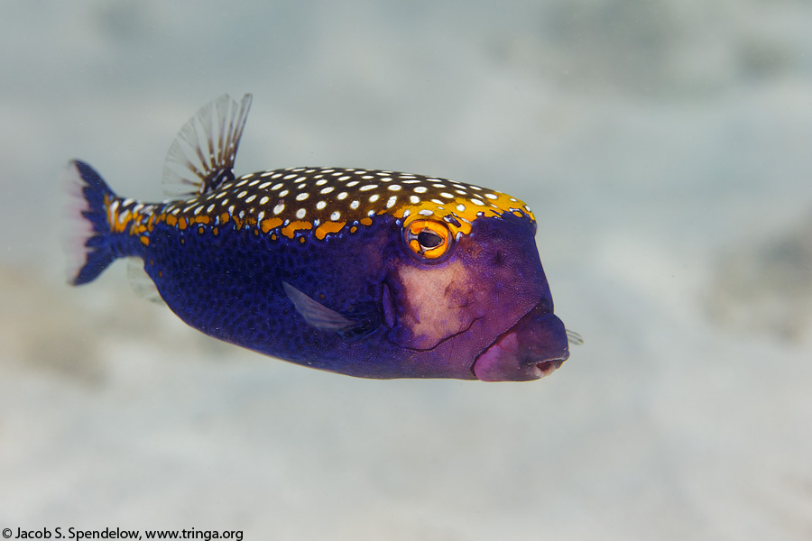 Spotted Boxfish