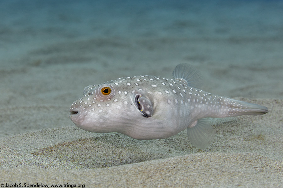 Stripebelly Puffer