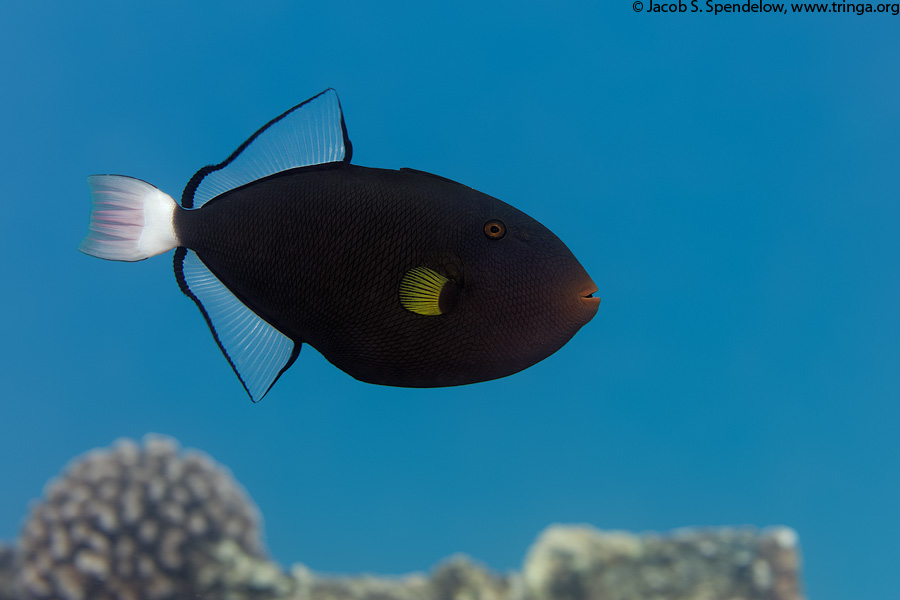 Pinktail Triggerfish