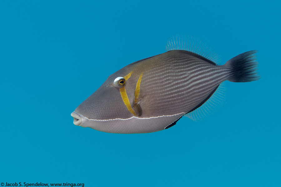 Lei Triggerfish