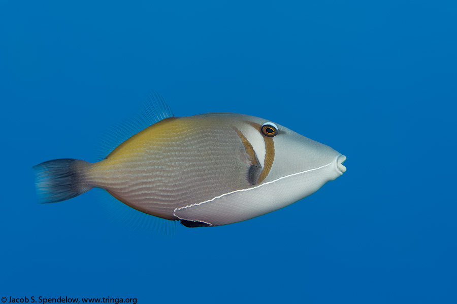 Lei Triggerfish