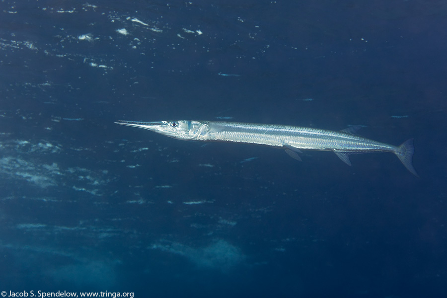 Crocodile Needlefish