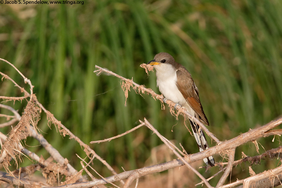 Yellow-billed Cuckoo