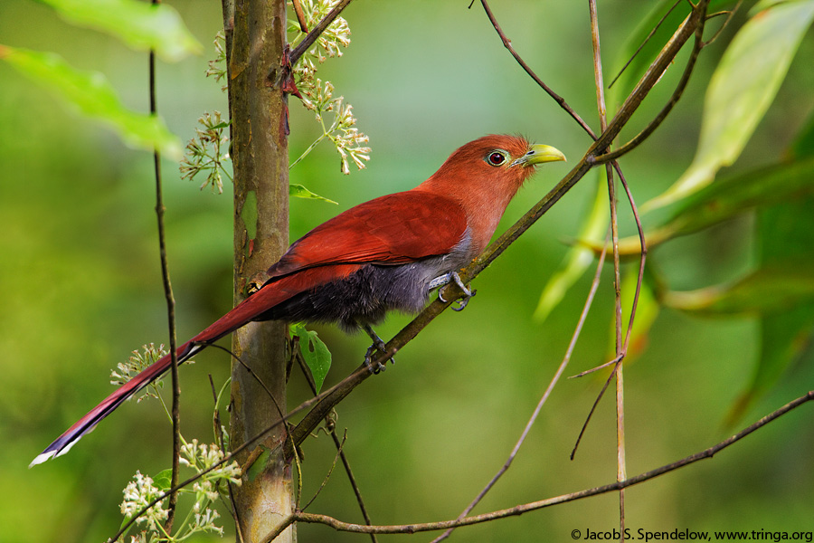 Squirrel Cuckoo