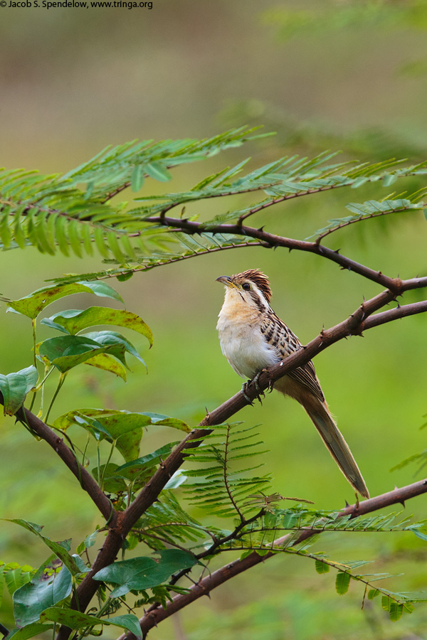 Striped Cuckoo