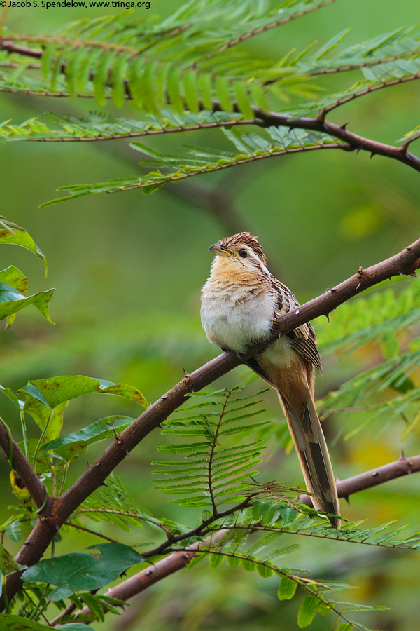 Striped Cuckoo