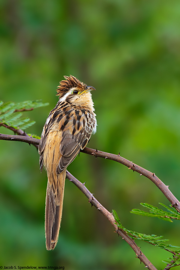 Striped Cuckoo