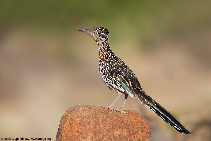 Greater Roadrunner