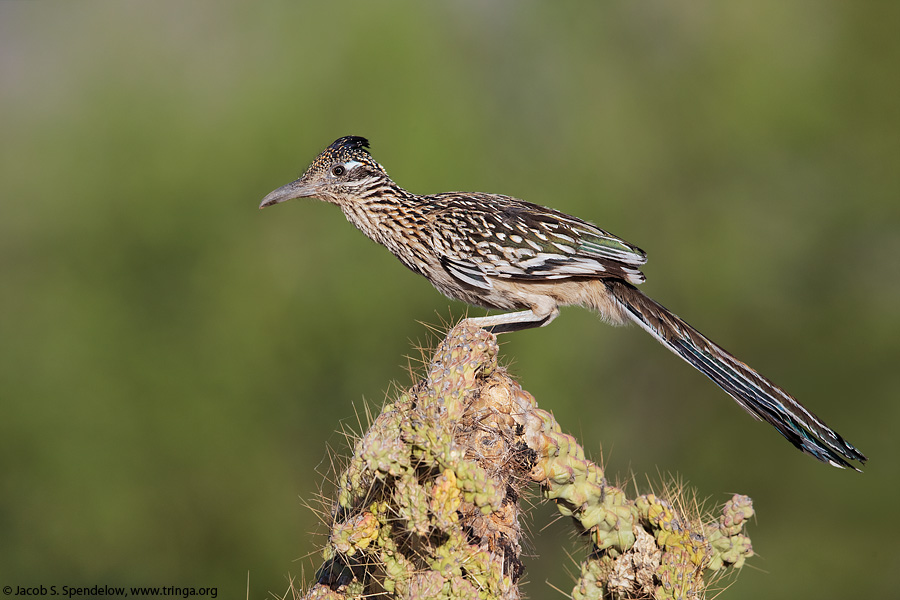 Greater Roadrunner