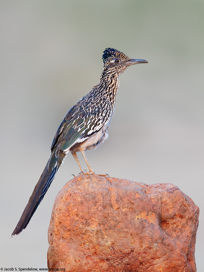 Greater Roadrunner