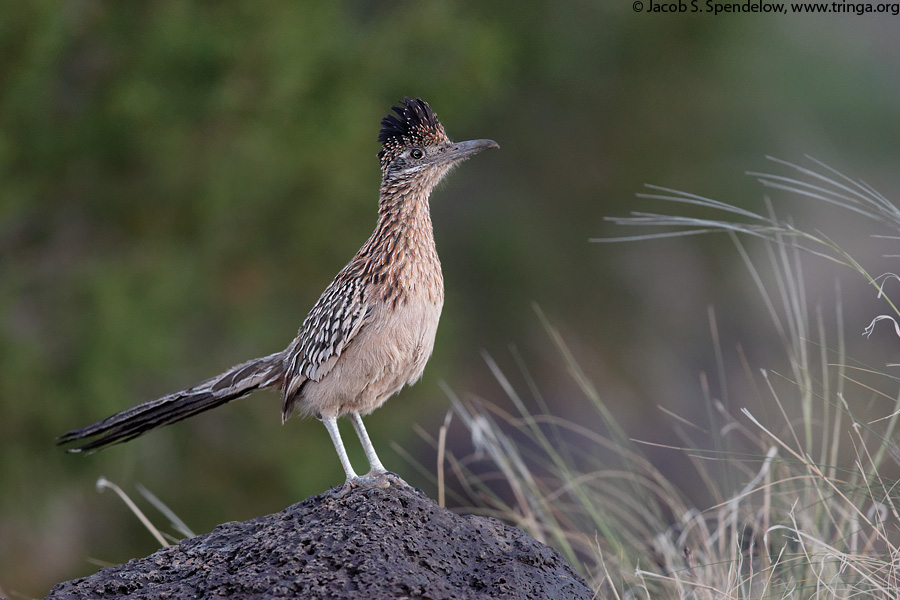 Greater Roadrunner