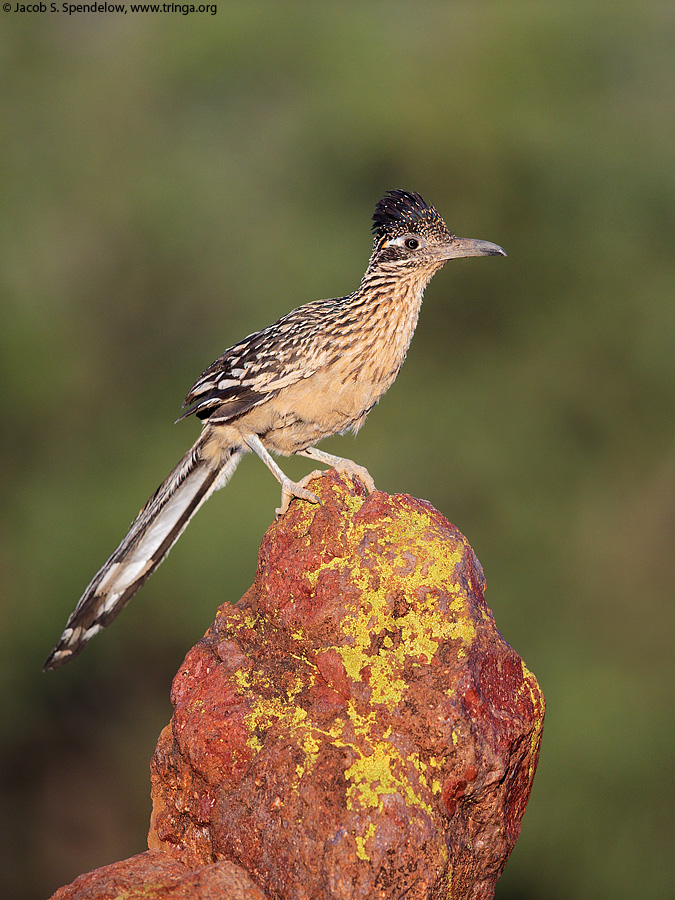 Greater Roadrunner